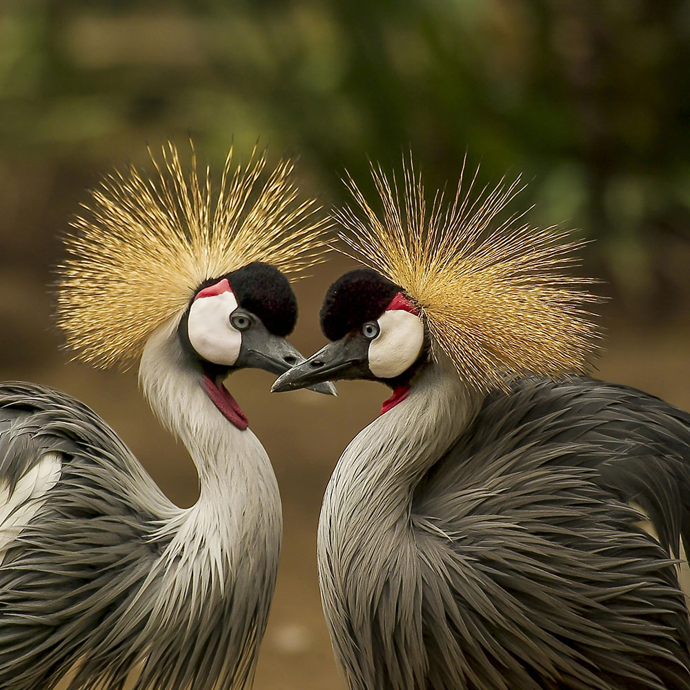 bird.jpg
