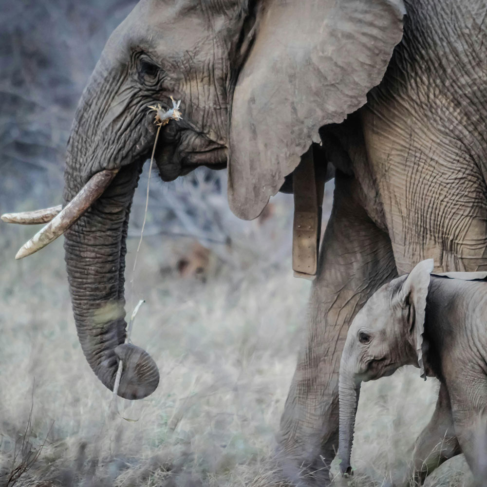 elephant2.jpg