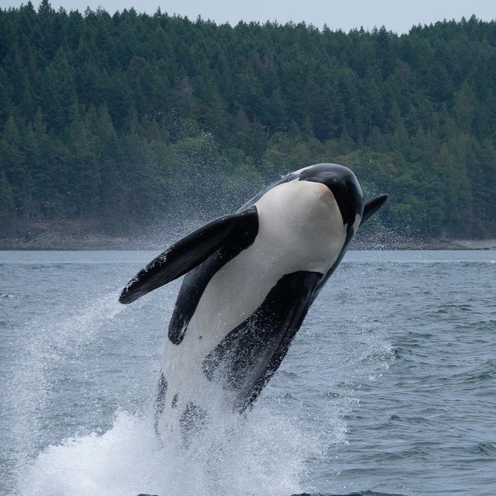 Whale Watching